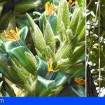 El Jardín Botánico de Tenerife asiste a la espectacular floración de la puya chilena y la kigelia africana