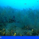 Los bosques de coral negro de Lanzarote serán investigados por el proyecto europeo B-CHARMED