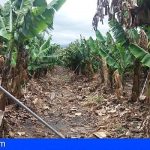 Canarias convoca ayudas de 141,1 millones a los productores de plátano IGP