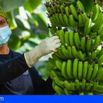 Los productores de plátano califican de “varapalo para España” que la UE siga sin resolver el futuro del POSEI