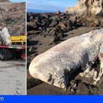 Canarias | Retiran un cachalote muerto de más de 10 toneladas que varó en la playa Medio Almud en Mogán