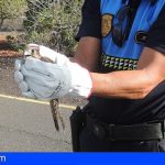 Tenerife forma a las policías locales para actuar con animales salvajes