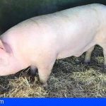 Convocadas las ayudas a la producción de reproductores de porcino