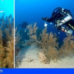 Arranca en Lanzarote la investigación sobre los bosques submarinos de coral negro