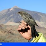 El mirlo capiblanco en el Teide contribuye a asegurar la pervivencia del cedro canario
