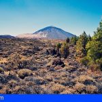 La sequía y la presencia de herbívoros amenazan a la retama del Teide