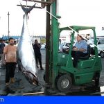 Tenerife solicita al Gobierno de España ampliar la cuota de pesca de atún patudo