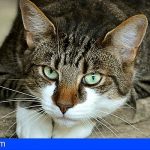 Los cuidadores de gatos callejeros de Telde no pueden más y piden ayuda