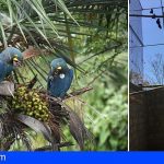 Loro Parque Fundación introduce más ejemplares de guacamayo de Lear en su medio natural en Brasil