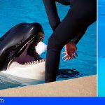 Loro Parque participa en un estudio que evalúa por 1ª vez la relación entre personalidad y bienestar en orcas