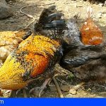 El Cabildo de La Gomera respalda la labor de la Asociación La Campera para la recuperación de la gallina canaria