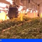 Desmantelan en Adeje una plantación indoor de cannabis, intervenidos más de 190kg de marihuana