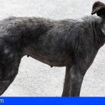 Granadilla saca a licitación el contrato del servicio de recogida y acogida de perros abandonados