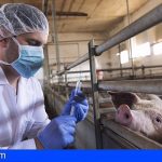 «Canarias sigue sin tener en cuenta a sus veterinarios en el plan de vacunación del COVID-19»