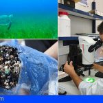 Canarias | «La ingestión de microplásticos en vertebrados marinos revelan un gran impacto en todos ellos»