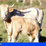Canarias destina 1,7 millones de euros al suministro de animales reproductores