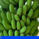 El plátano de Canarias logra enmendar el grave perjuicio de la Ley de la Cadena Alimentaria