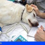 La Palma cuenta con sus veterinarios para el cuidado y atención de los animales afectados por la crisis volcánica