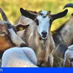 Tenerife | Detienen a dos personas acusadas de sustraer 96 cabras en el municipio de La Victoria