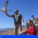El Cabildo de Tenerife recupera más de 3.300 pardelas durante la campaña de protección de 2021