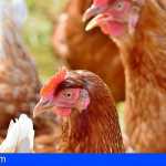 El Gobierno Canario convoca ayudas para la producción de gallinas ponedoras