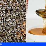 Canarias convoca ayudas de más de medio millón para la producción de miel de abeja negra 