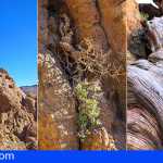Tenerife | Un estudio identifica en el Parque Nacional del Teide un cedro con más de 1.400 años