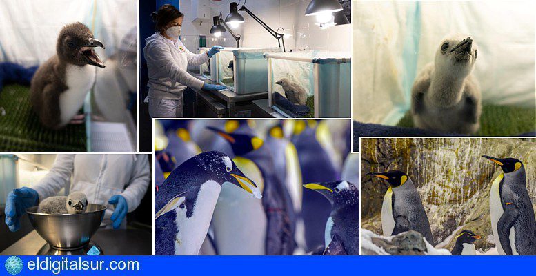 pingüino de diferentes especies