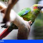 Los visitantes de Loro Parque pueden ver por primera vez a la cotorra colirroja, endémica de Venezuela