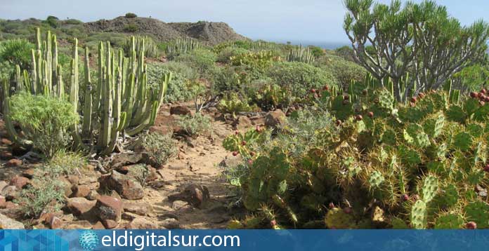 cardones tenerife