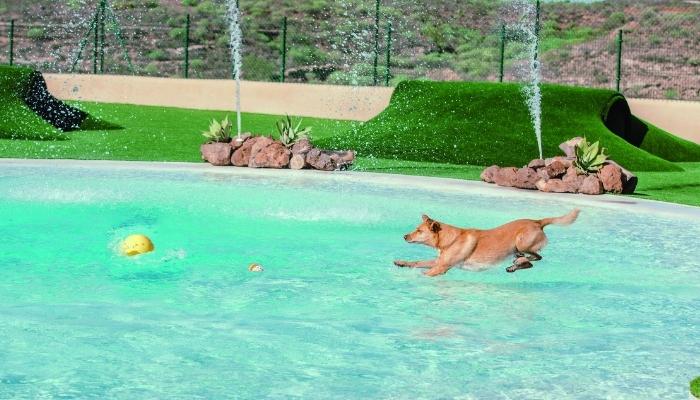 vela Bigote Coche 6 Mejores Residencias Caninas en Tenerife ¿Cómo elegir la mejor?