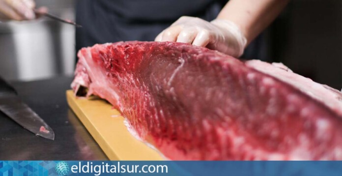 España establece cuota de 6,7 toneladas para la pesca del atún rojo en 2024