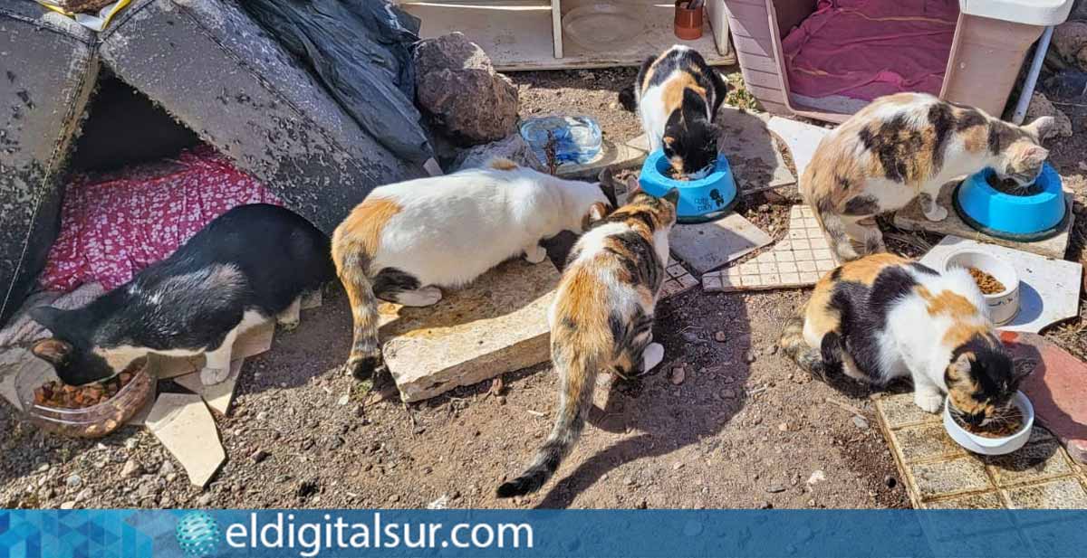 gatos abandonados 250324