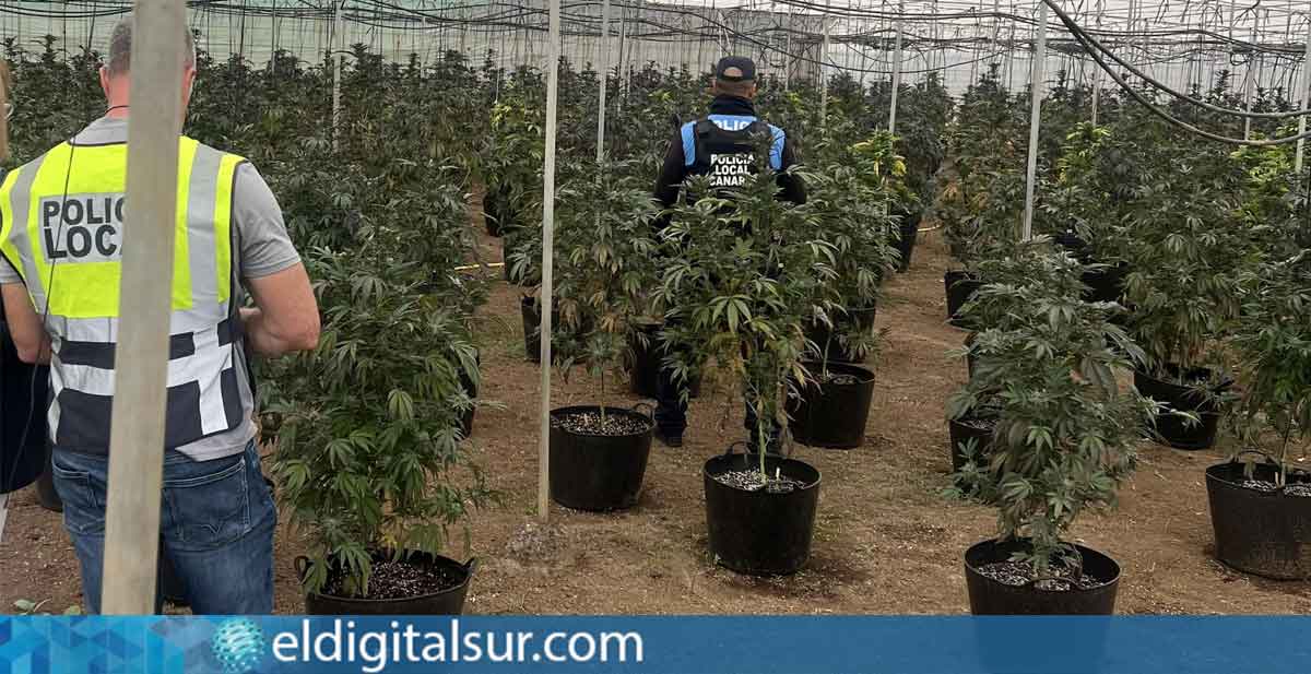 La Policía Local descubre y desmantela una gran plantación de marihuana en Güímar