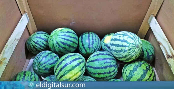 sandias-150424 El Gobierno de Canarias ha confiscado en en Mercatenerife 1.546 kilogramos de sandías importadas ilegalmente desde Costa Rica...