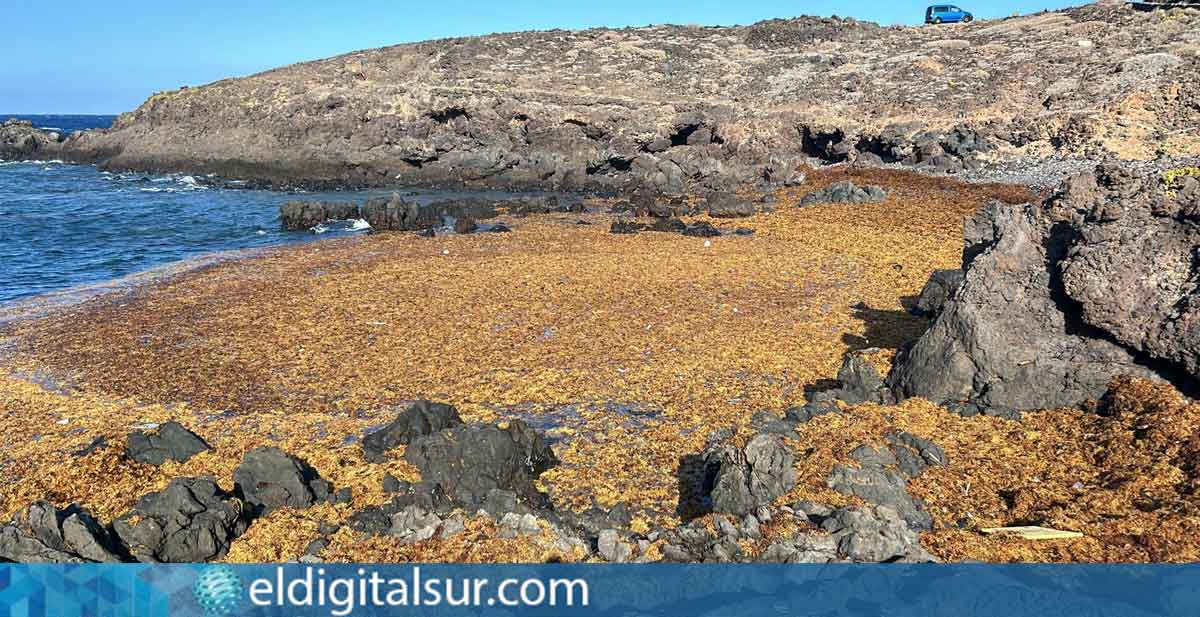 Algas (Sargazo) en la playa de Punta de Abona - Tenerife / EDS