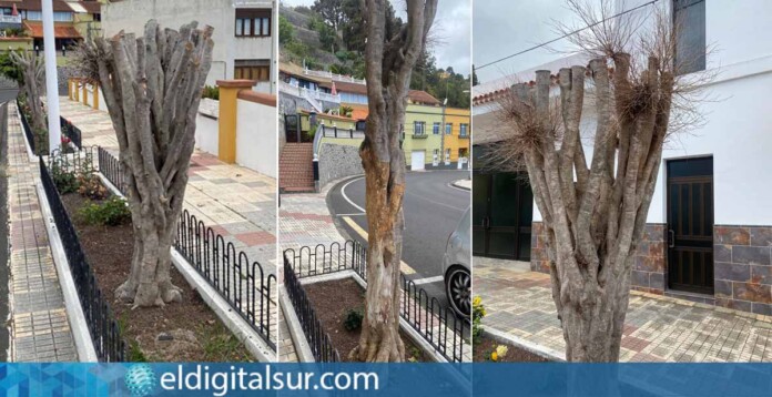 ejemplares de ficus muertos en La Guancha