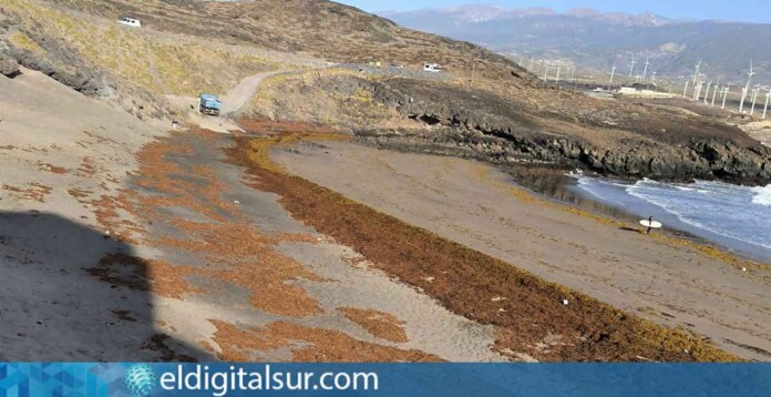 El Cabildo de Tenerife guarda silencio ante la crisis del sargazo en Punta de Abona