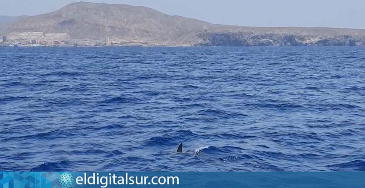 Tiburón en Tenerife