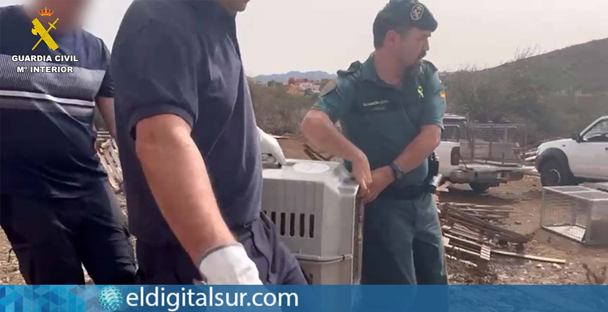 Perros rescatados por los agentes de la Guardia Civil