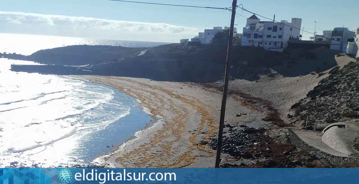 Presencia de sargazo en las playas de Arico