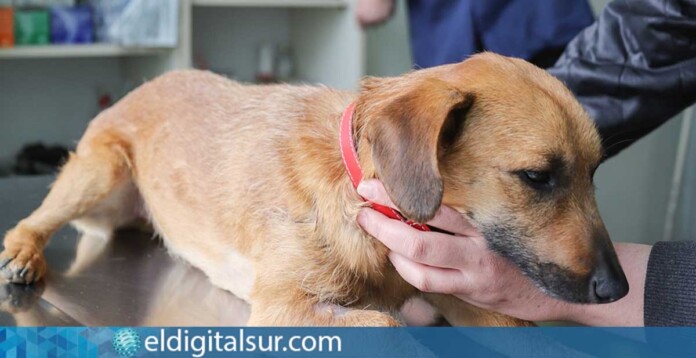 Un perro en la consulta del veterinario / Foto: Pixabay