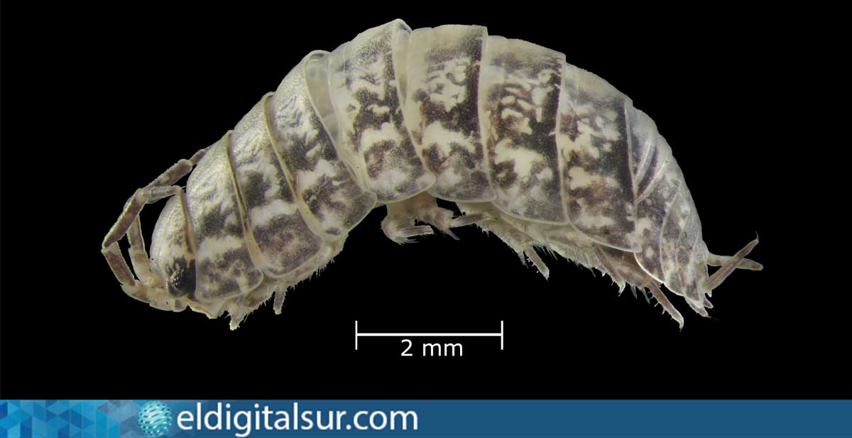  ejemplar de Porcellio aguerensis