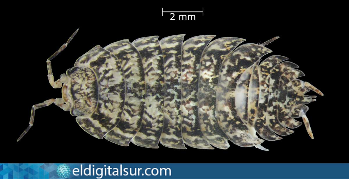 Vista superior de un ejemplar de Porcellio aguerensis