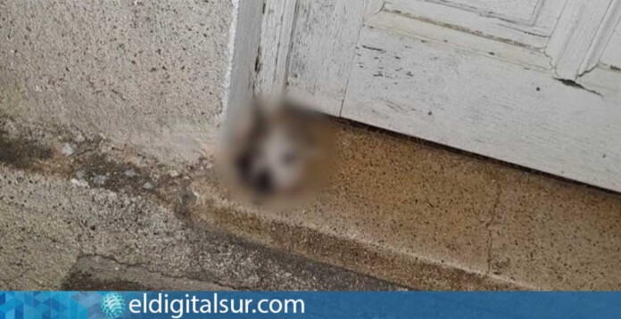decapitan-un-perro-en-tegueste-270325 La cabeza de 'Boli' fue encontrada en la puerta de su casa en Tegueste, Tenerife