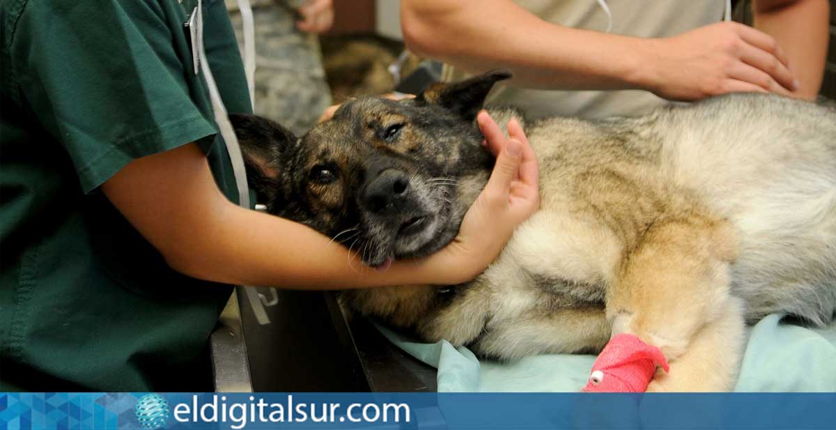 VOX lanza una campaña para derogar la Ley de Medicamento Veterinario tras las protestas del sector