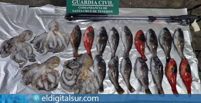 +Especies incautadas por la Guardia Civil