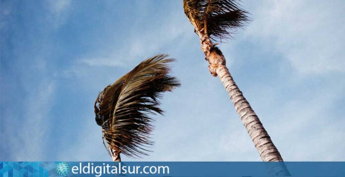 viento-palmera1-020425