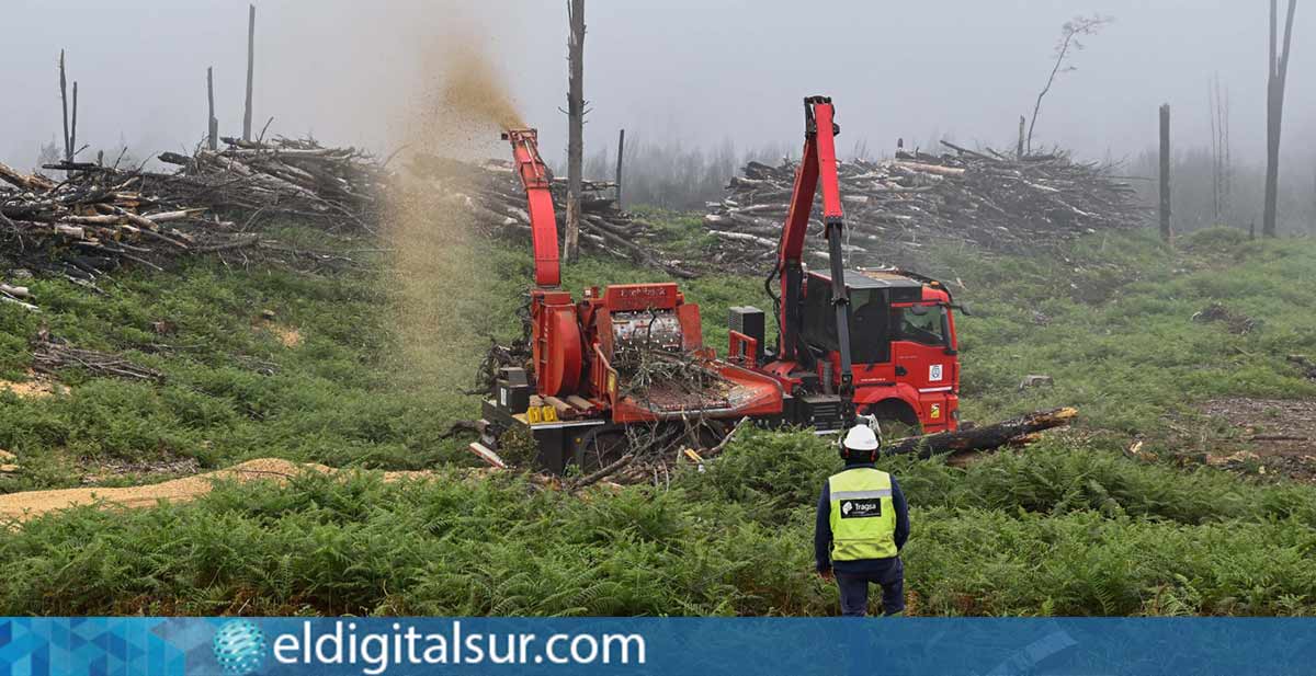 El Cabildo de Tenerife distribuye 22.000 m³ de astilla gratuita provenientes del incendio de 2023