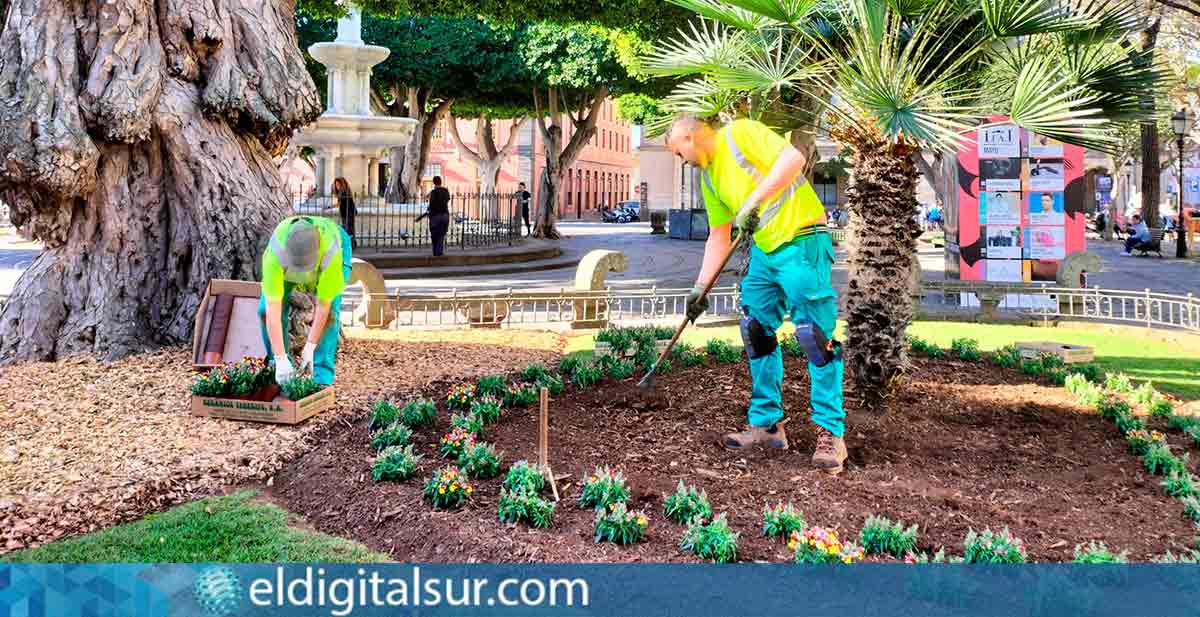 Personal municipal realiza la plantación de flores de temporada